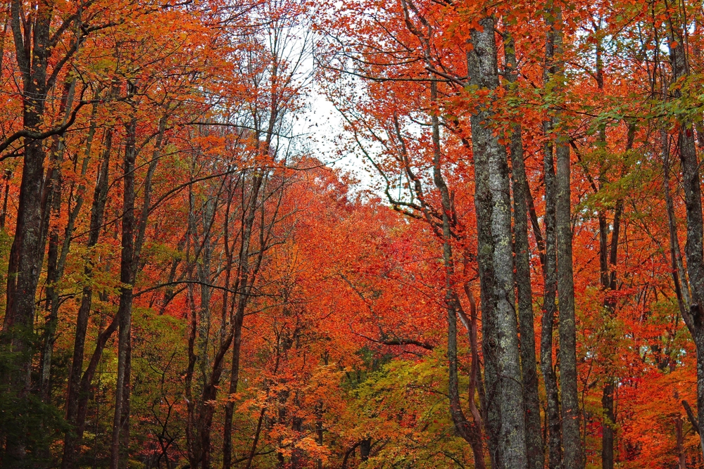 fall leaves in the Smoky Mountains