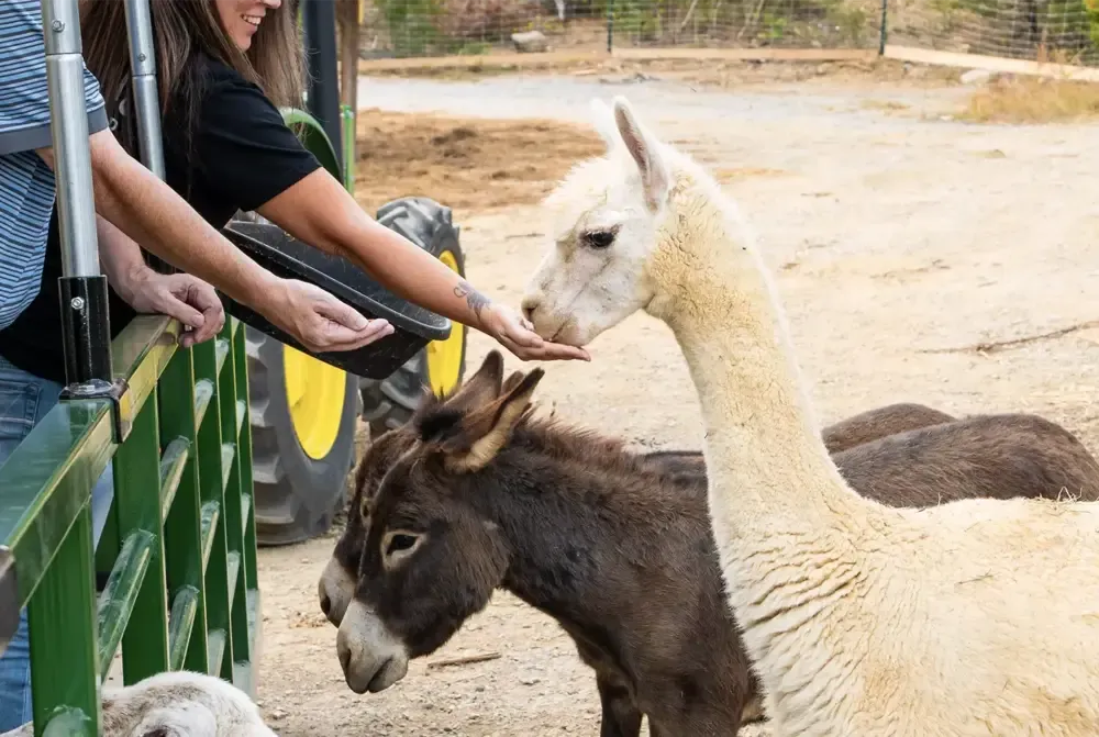 feeding animals on Safari Hayride at SkyLand Ranch