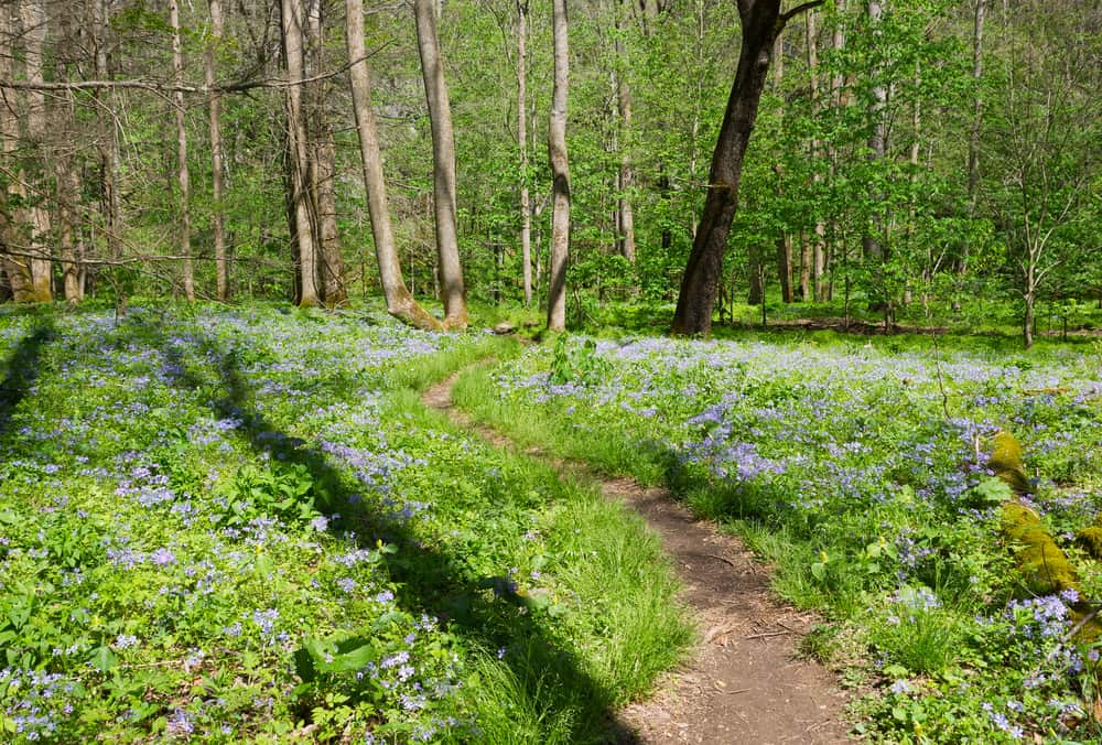 smoky mountain wildflower hike